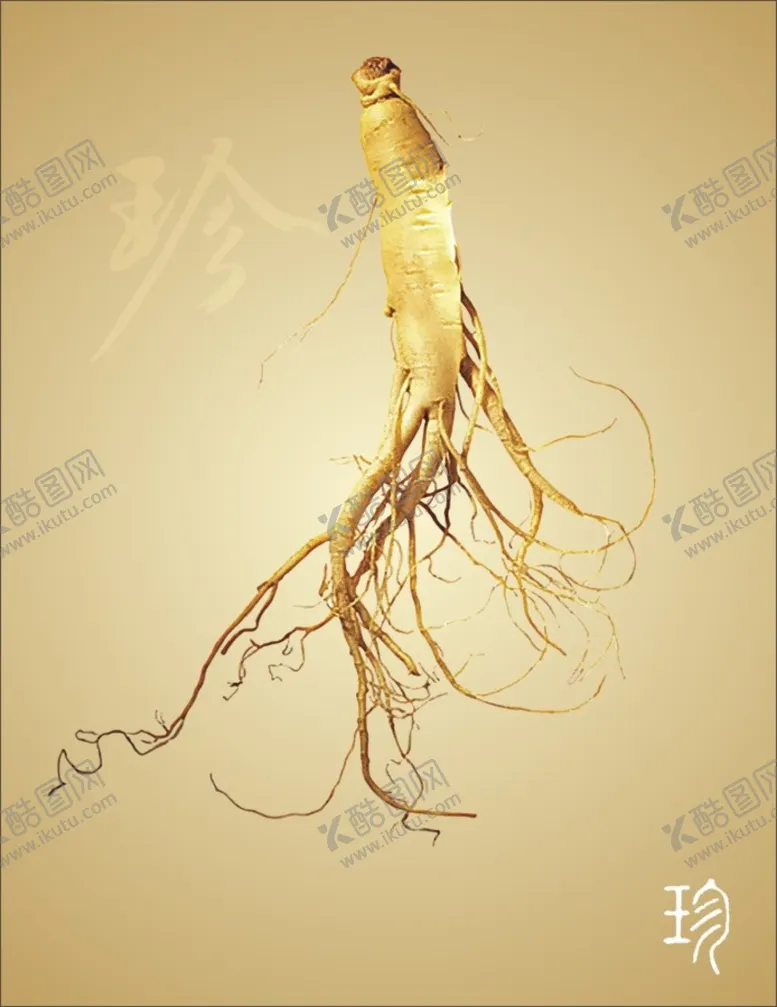 编号：65706901131442222541【酷图网】源文件下载-人参