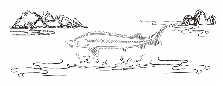 编号：35168012040641488526【酷图网】源文件下载-山水鲟鱼