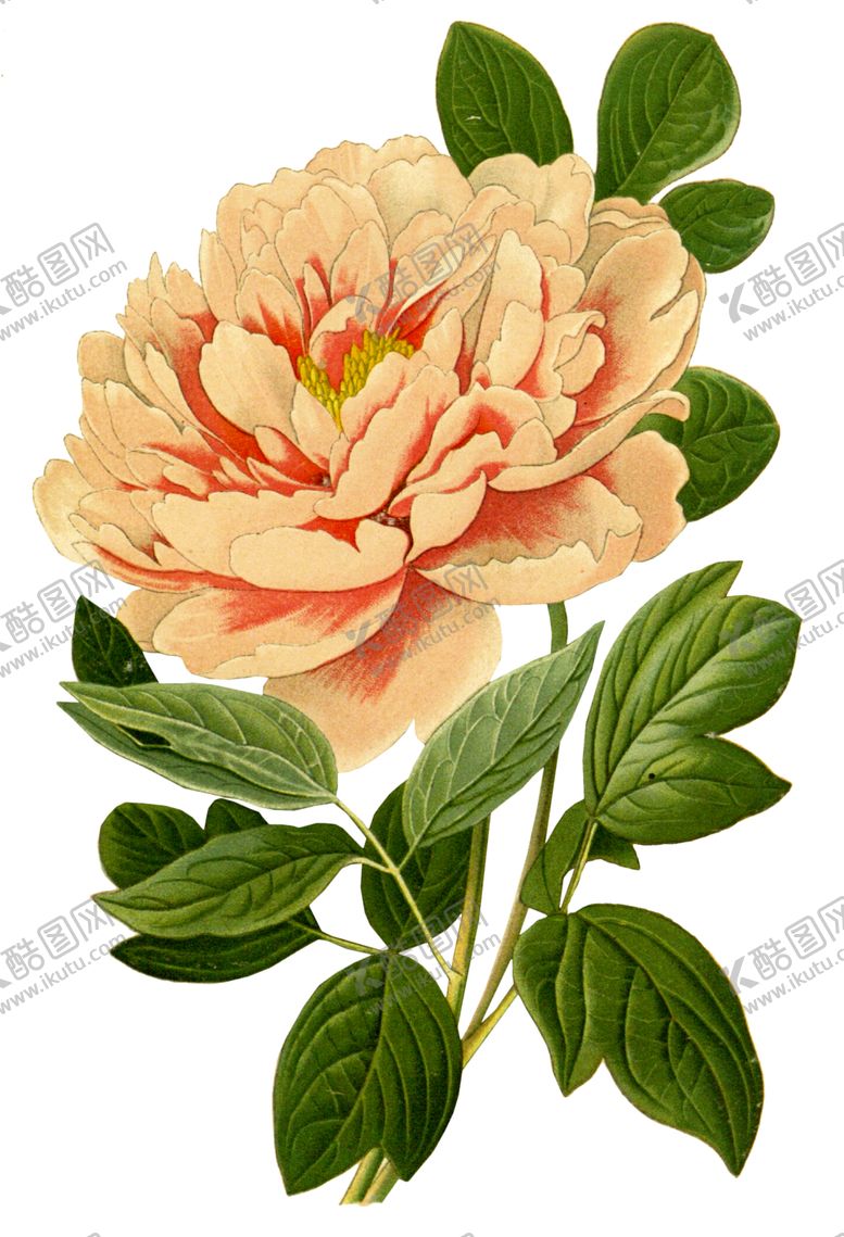 编号：80289609280148392003【酷图网】源文件下载-复古鲜花植物装饰图案