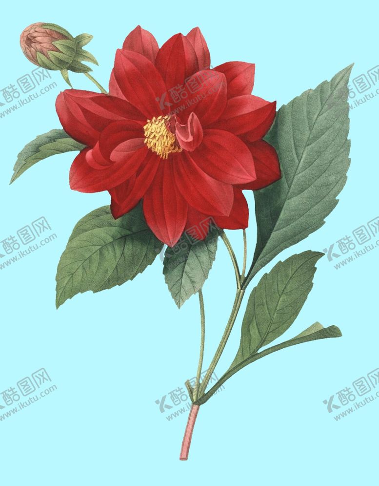 编号：71648809130934362499【酷图网】源文件下载-红色花卉