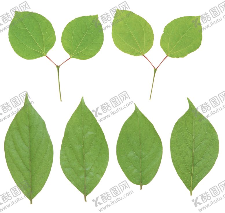 编号：52044009170744398246【酷图网】源文件下载-树叶