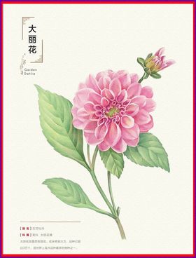 大丽花