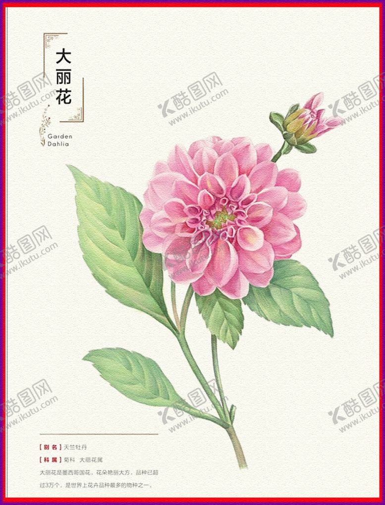 编号：22369110040120428264【酷图网】源文件下载-大丽花