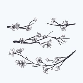 樱花