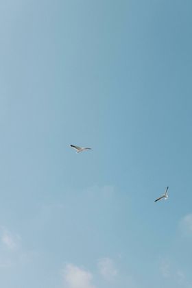海鸥鸟类生物世界摄影