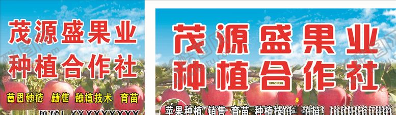 种植合作社苹果合作社绿色冬枣专业蓝天西瓜