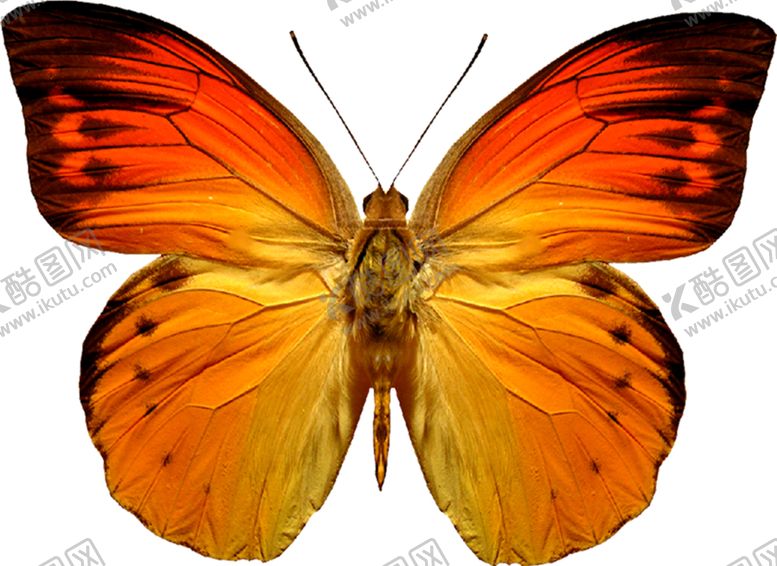 编号：19272209262323439633【酷图网】源文件下载-蝴蝶