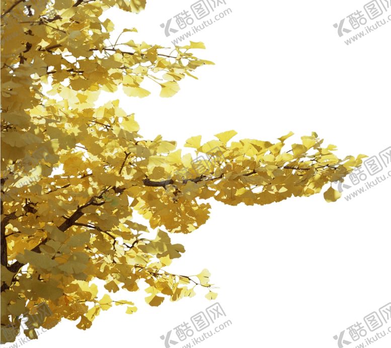 编号：43000507140832357532【酷图网】源文件下载-银杏挂角树