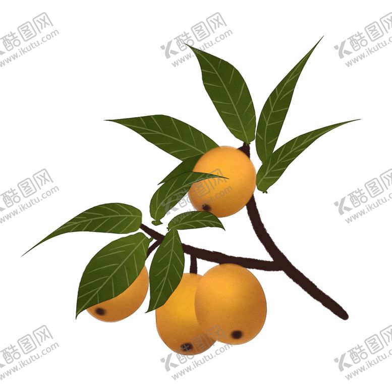 编号：42795704160747228150【酷图网】源文件下载-草本植物药材