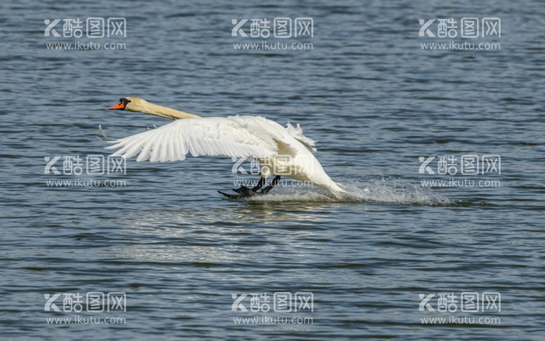 编号：51453611281410352076【酷图网】源文件下载-天鹅