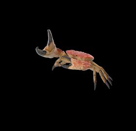 海洋生物