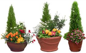 免扣植物树木素材图片