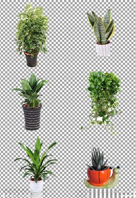 植物盆栽素材通道TIF