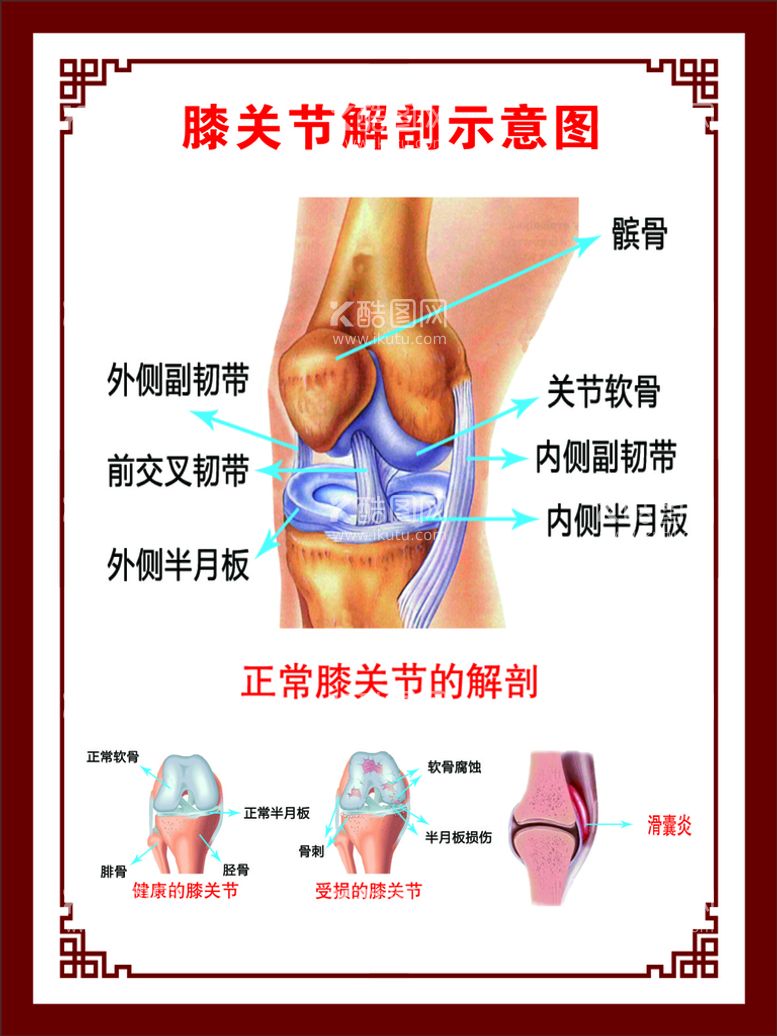 编号：88939210160108331065【酷图网】源文件下载-膝关节解刨示意图