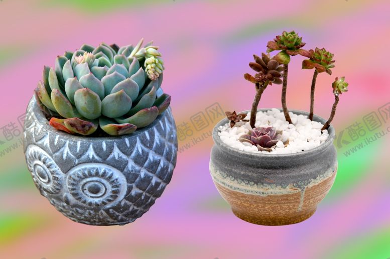 编号：64792610040710452024【酷图网】源文件下载-多肉盆栽