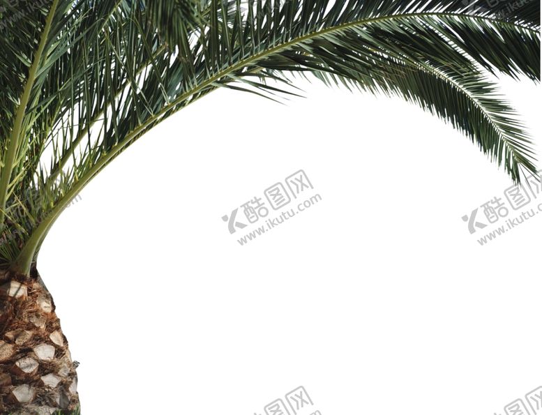 编号：24379710051358446518【酷图网】源文件下载-苏铁前景树