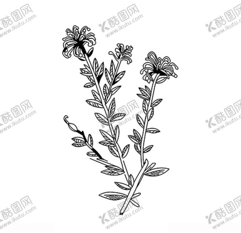 编号：62574003152014333945【酷图网】源文件下载-矢量菊花