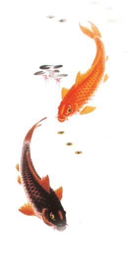 金鱼锦鲤手绘插画图片海洋生物素材