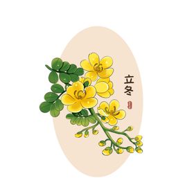 24节气双荚决明花