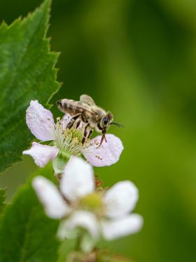 蜜蜂生物世界昆虫摄影虫类