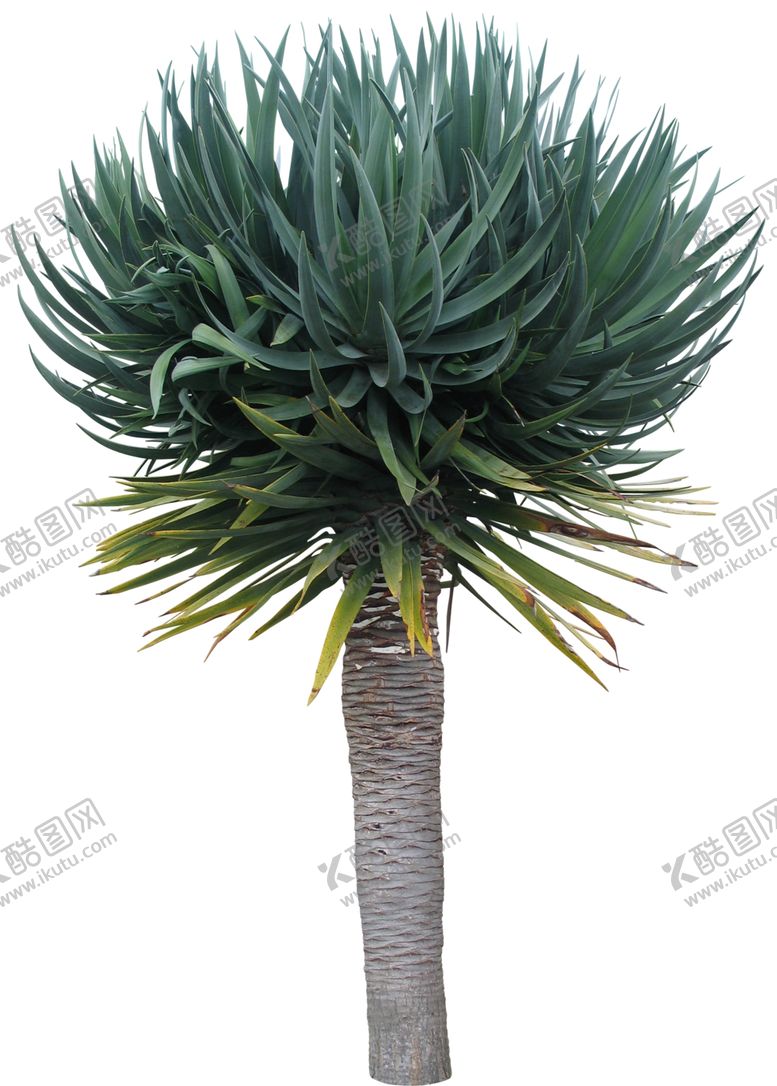 编号：53661010100438088534【酷图网】源文件下载-免扣植物素材