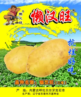 懒汉旺土豆马铃薯抗烂好吃