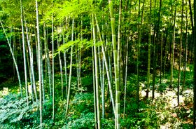竹子