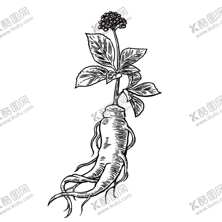 编号：09786409170546553687【酷图网】源文件下载-人参