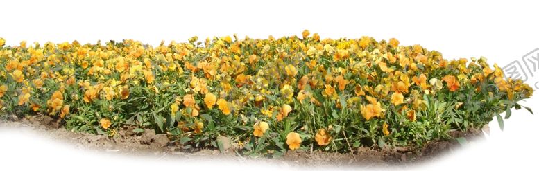 编号：56935609261923408305【酷图网】源文件下载-黄色花圃