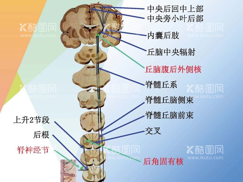 编号：33767801201326319021【酷图网】源文件下载-神经系统 