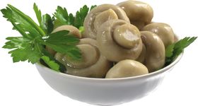 蘑菇素材