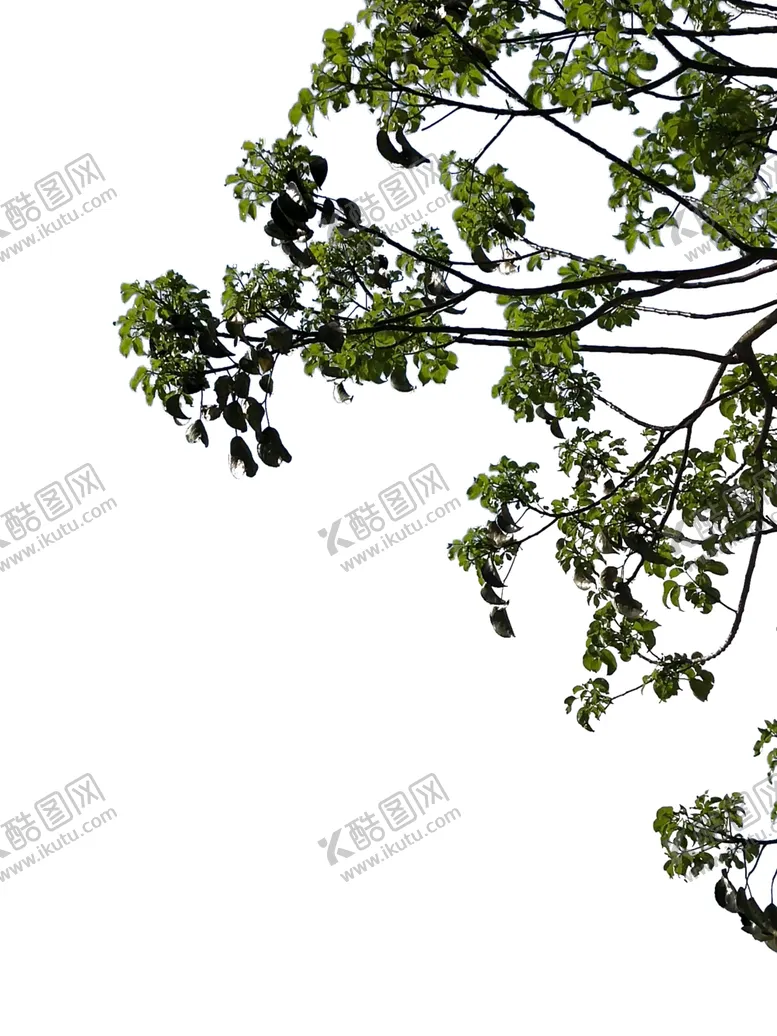 编号：77783604200542457561【酷图网】源文件下载-树叶前景