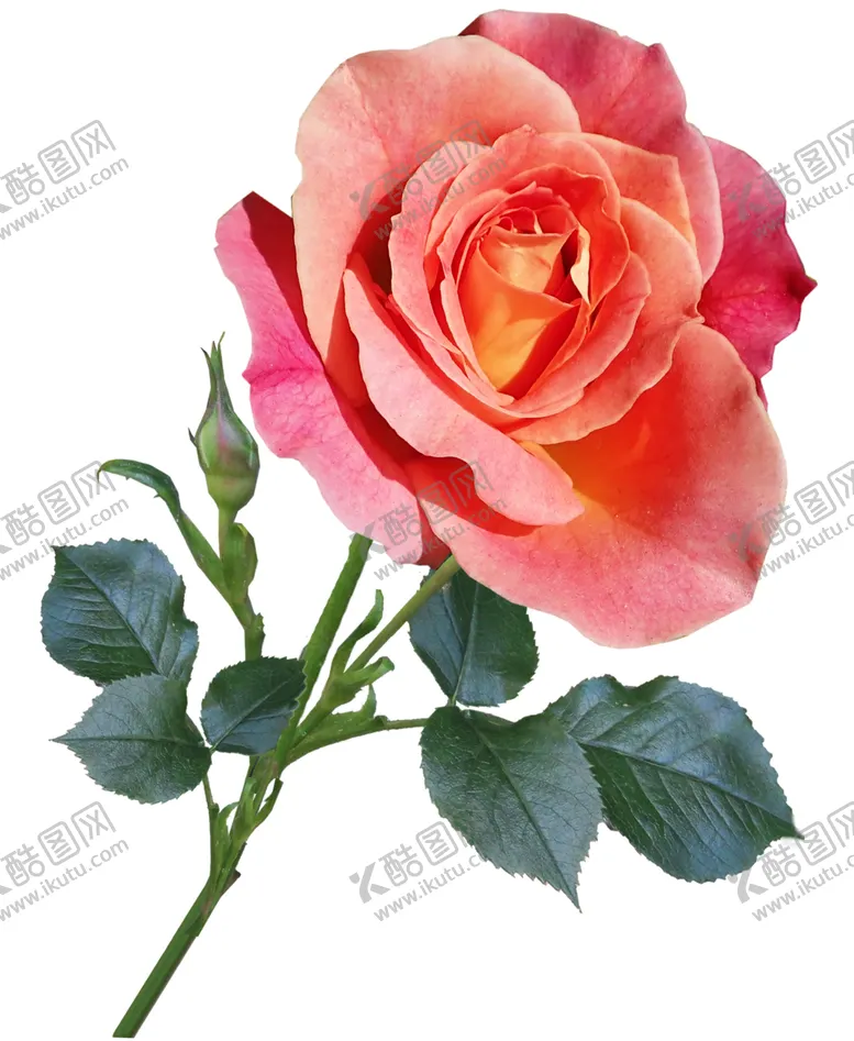 编号：25870602090504348533【酷图网】源文件下载-玫瑰花