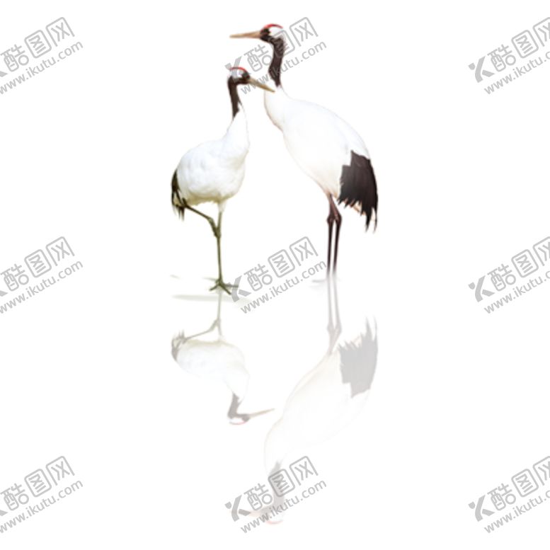 编号：50624909241021224269【酷图网】源文件下载-仙鹤