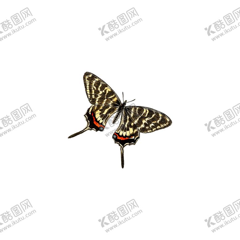 编号：40153006171418109277【酷图网】源文件下载-蝴蝶透明PNG免扣