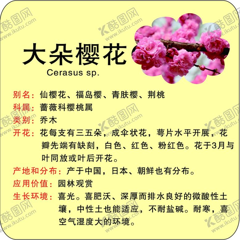编号：86236402170812003903【酷图网】源文件下载-植物苗木花草简介牌樱花