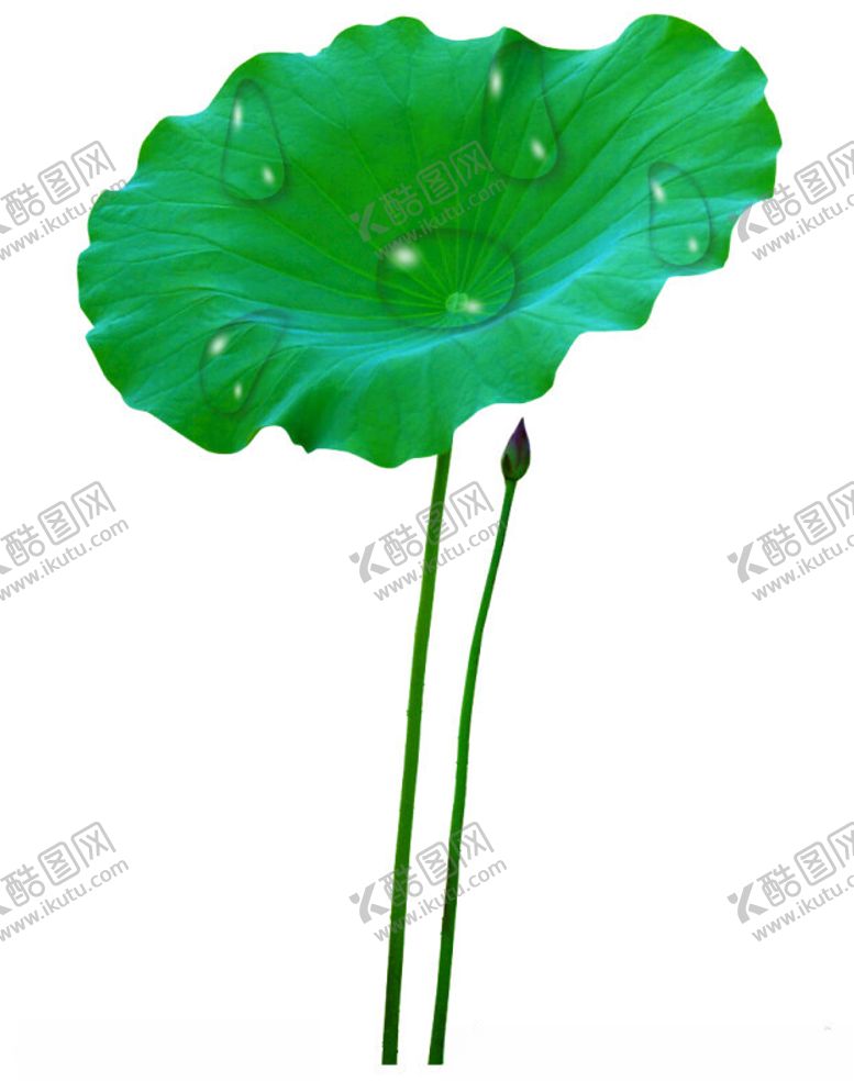 编号：79626102080922252727【酷图网】源文件下载-荷花水滴