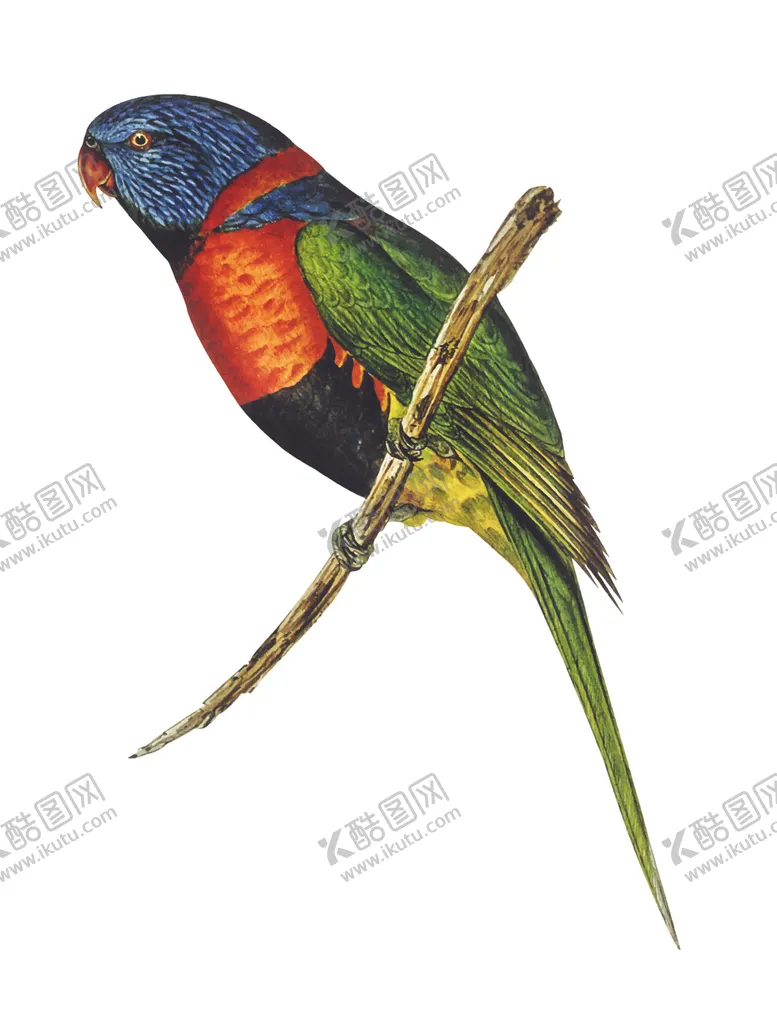 编号：53353004210725217857【酷图网】源文件下载-鸟类插画