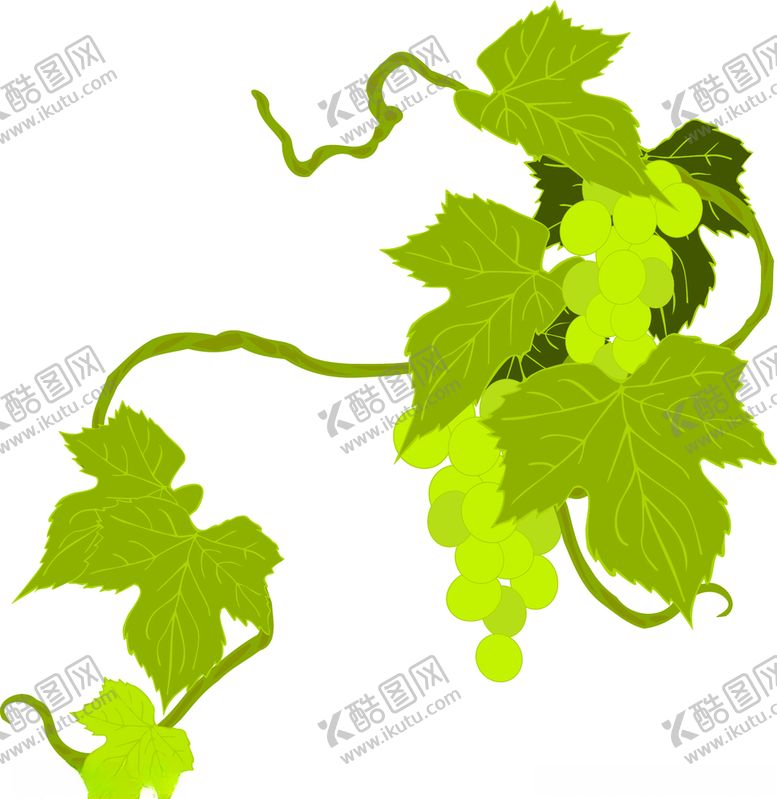编号：38229706240529507271【酷图网】源文件下载-葡萄树藤蔓