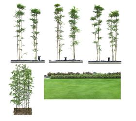 园林景观树木植物绿化图片