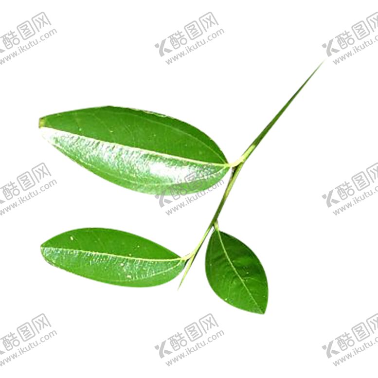 编号：17386010261804226718【酷图网】源文件下载-植物