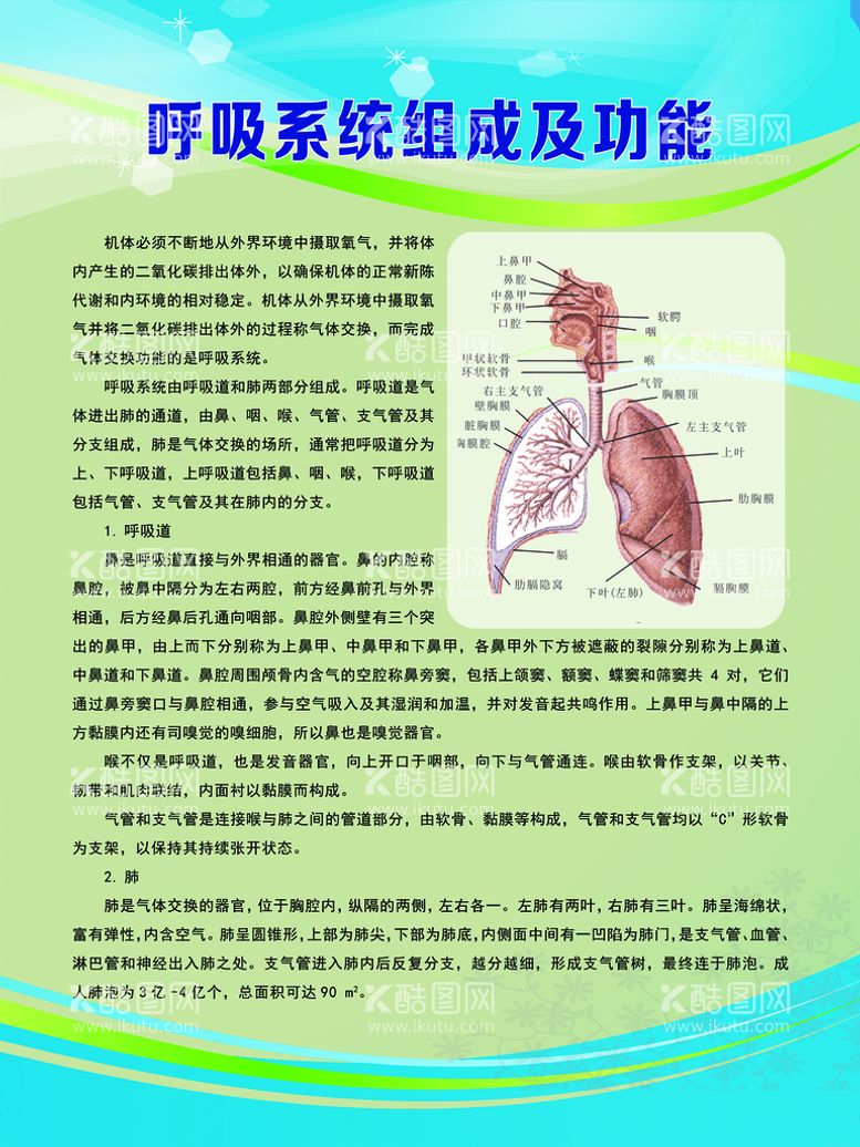 编号：40526710010251530124【酷图网】源文件下载-呼吸系统组成及功能