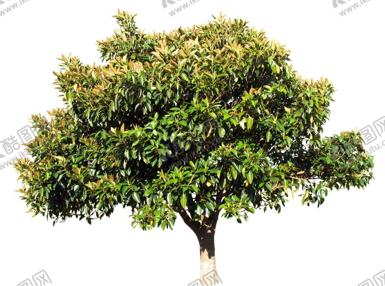 编号：83106509150834144561【酷图网】源文件下载-免扣树木素材