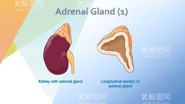 编号：89384212102012339748【酷图网】源文件下载-肾上腺