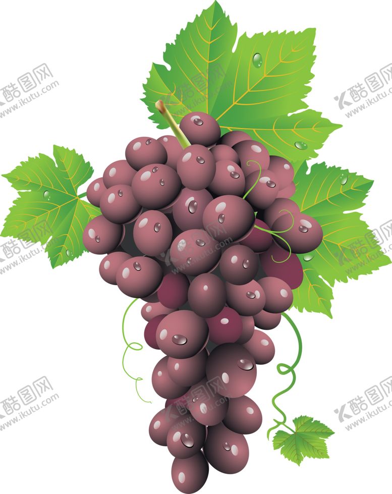 编号：13225809261452263446【酷图网】源文件下载-葡萄