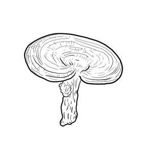 灵芝