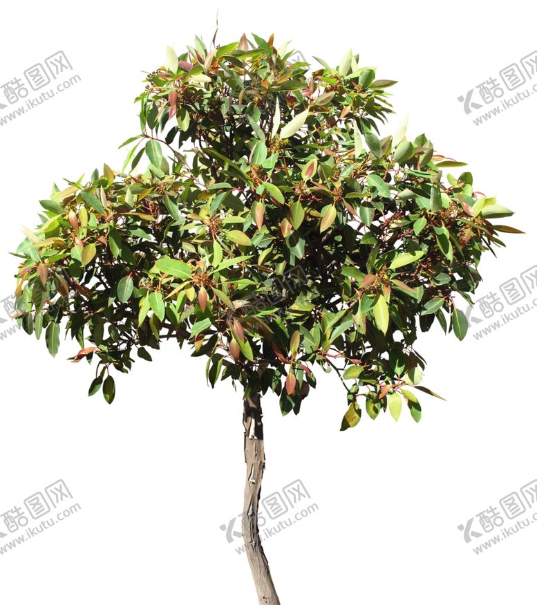 编号：52003510092358164692【酷图网】源文件下载-免扣树木