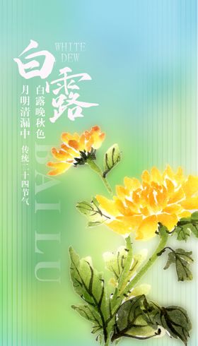 白露秋天弥散风二十四节气菊花