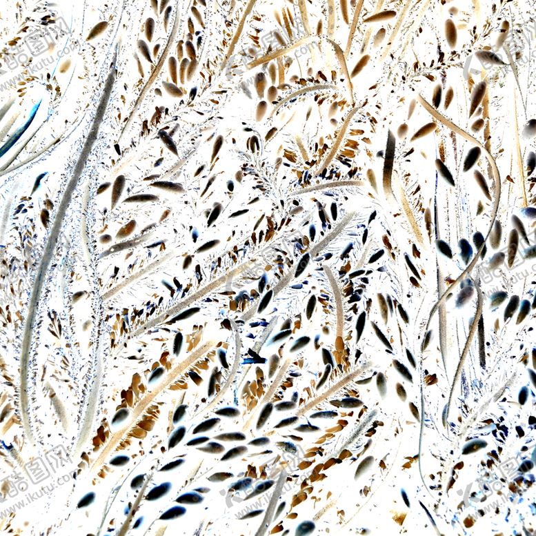 编号：50613610081526417877【酷图网】源文件下载-线条与叶子