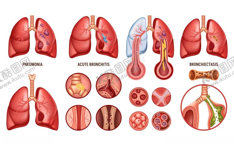 编号：48930510311613515463【酷图网】源文件下载-肺部结构